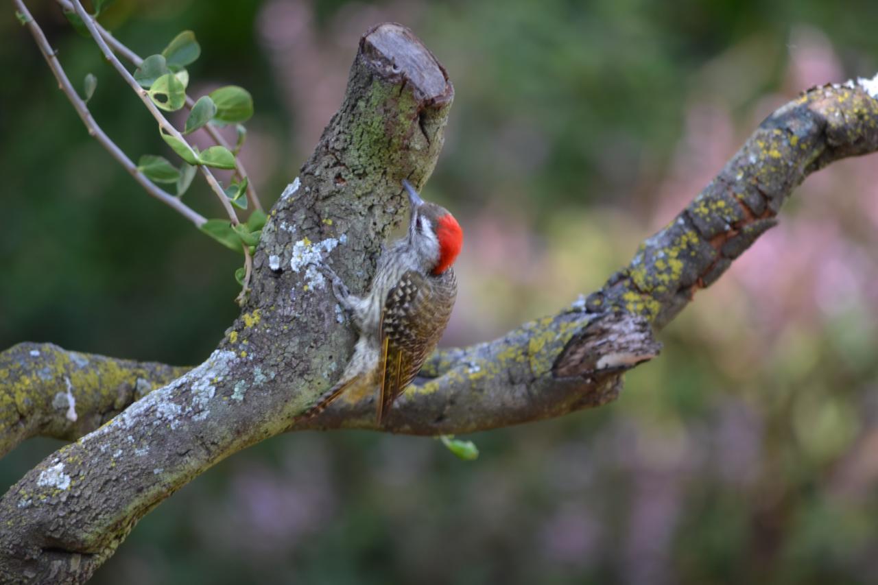Lydall Wild Tranquil Garden Suites Johannesburg Zewnętrze zdjęcie